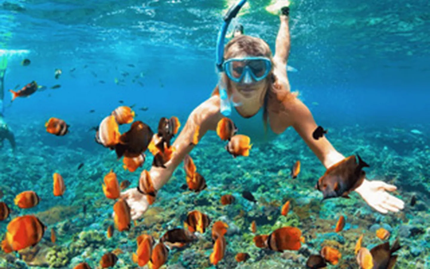 whats-included-snorkeling-1440x900-1-perf-v1.webp Snorkeler exploring clear tropical water with colorful fish